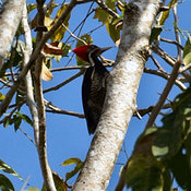 Lineated Woodpecker